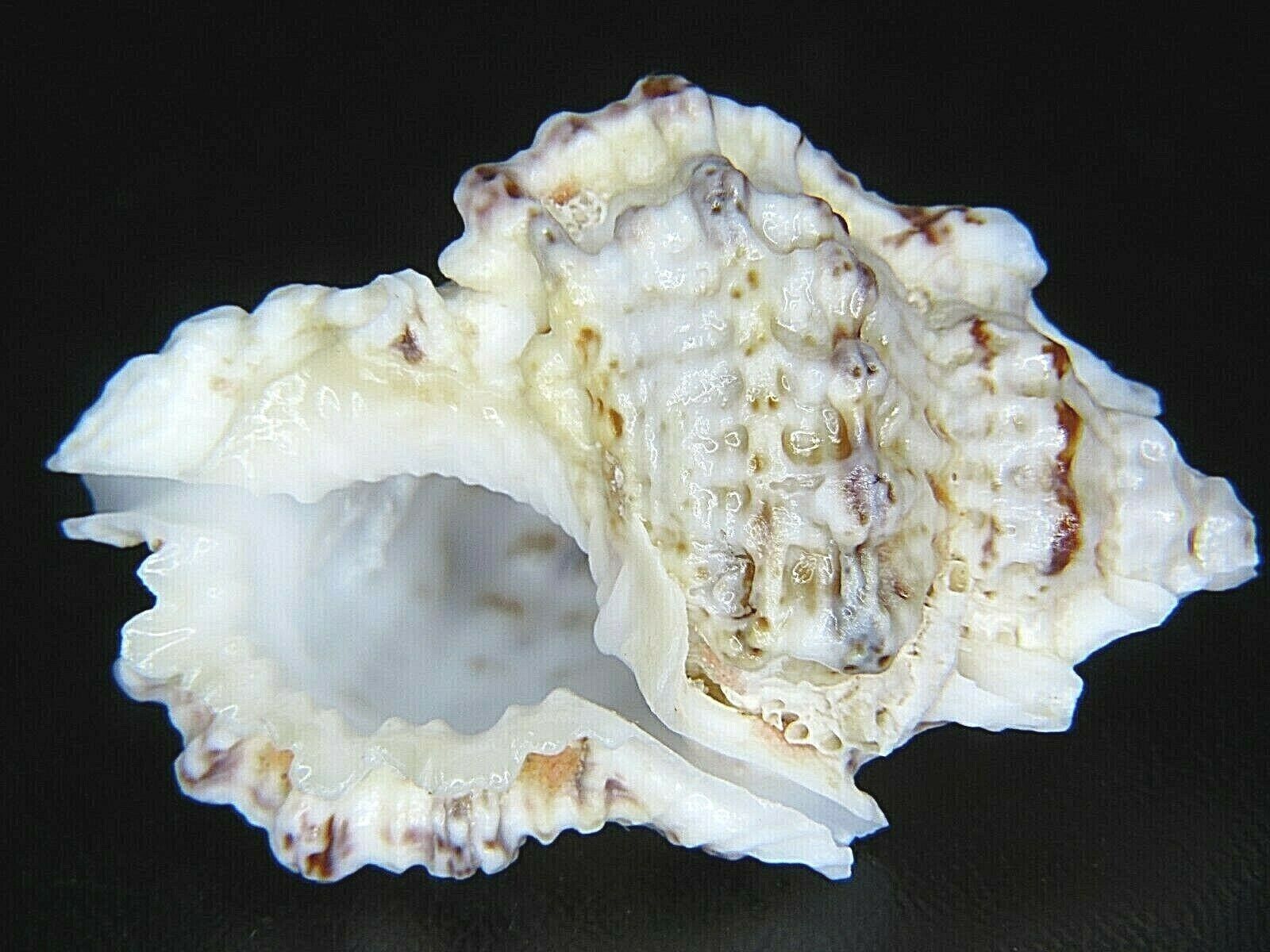 Bursa Tuberosissima:clean Coral Deposits @ 48.55mm-best Price & Largest On Ebay!