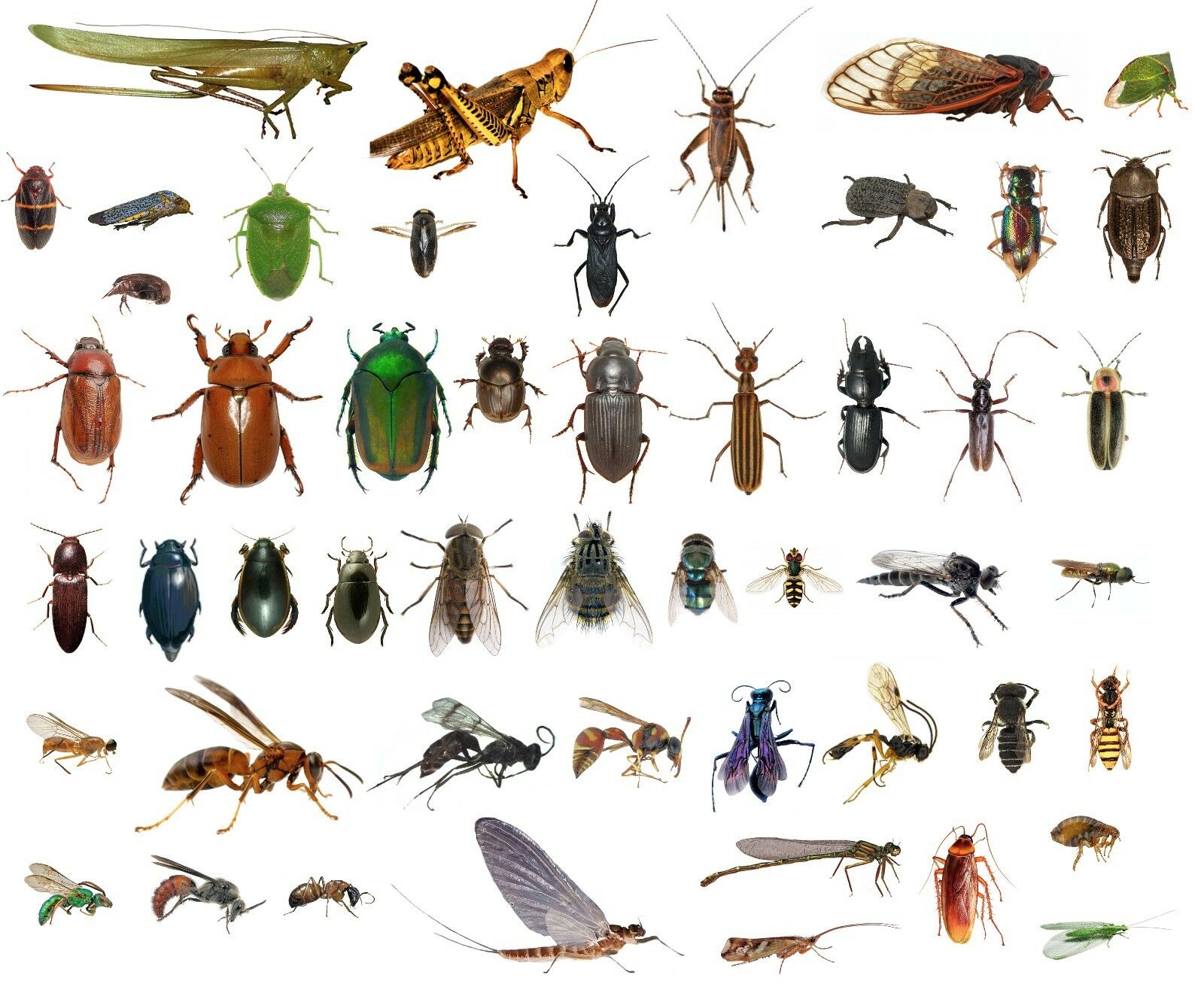 50 Dead Bugs Entomology Class Insect Bug Collection! Identified! All Usa Native!