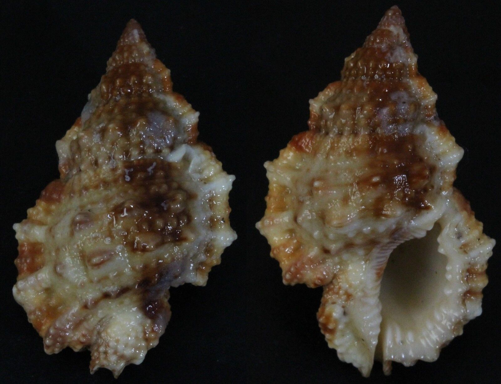 Seashells Bursa Granularis Very Thick 39mm F+++/gem Sea Snail Marine Specimen
