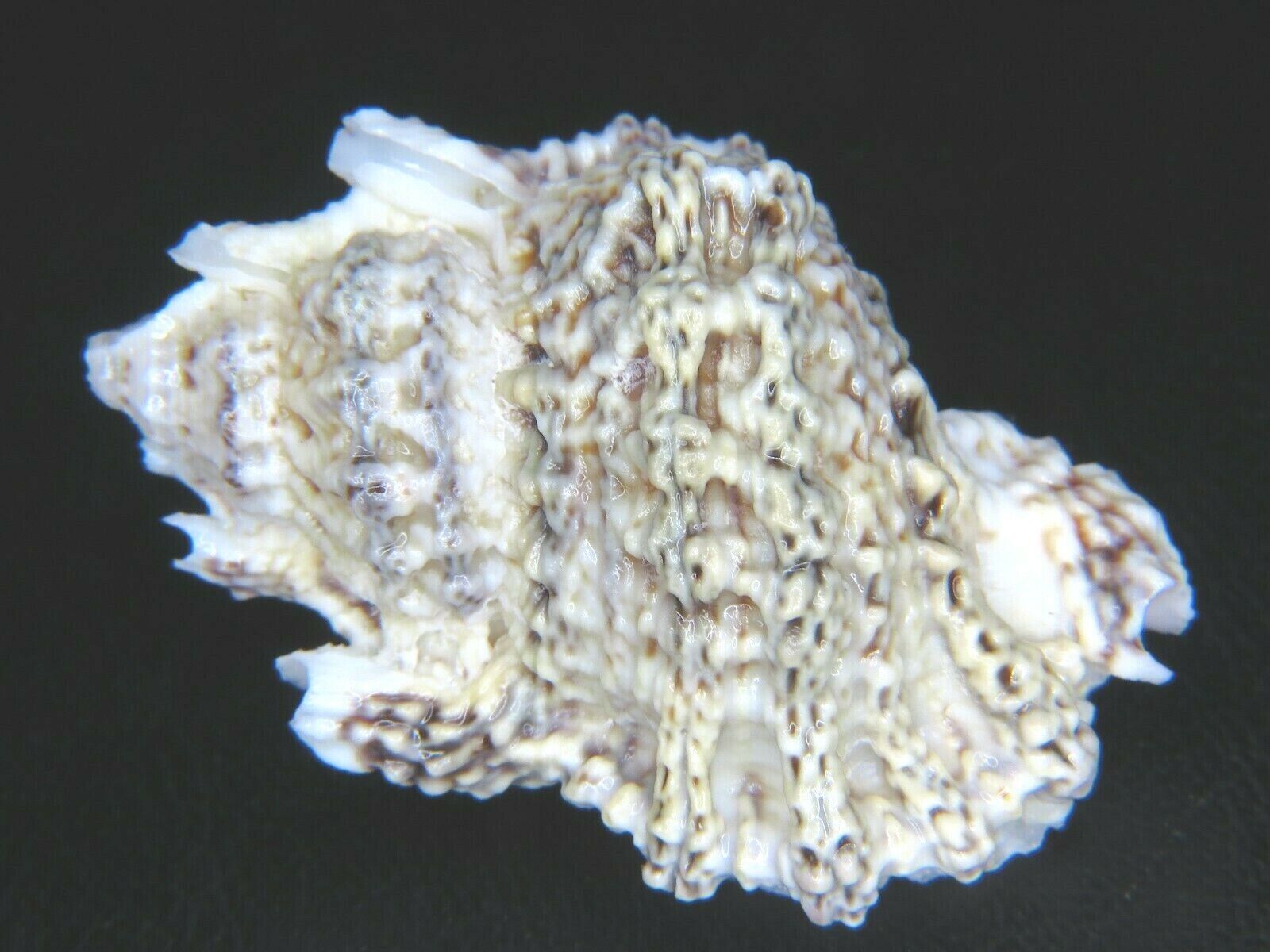 Bursa Tuberosissima:clean Coral Deposits @ 45.53mm-best Price & Largest On Ebay!