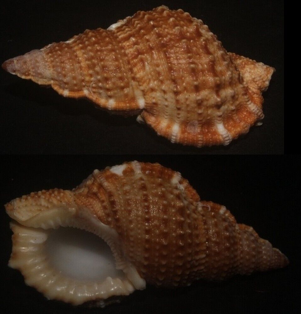 Tonyshells Seashells Bursa Granularis Graniferous Triton Or Ranella 52.5mm F+++