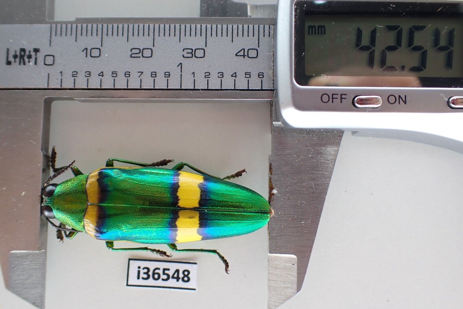 I36548****buprestidae: Chrysochroa Viridisplendens. Vietnam, Binh Thuan****