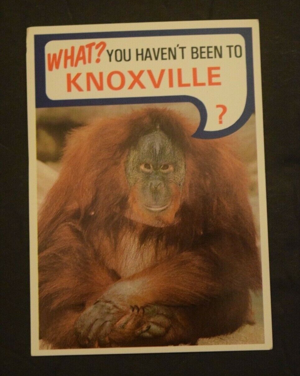 Vintage, 1982 "orangutan Monkey -  Knoxville, Tn," Color Postcard, New, Wf #13