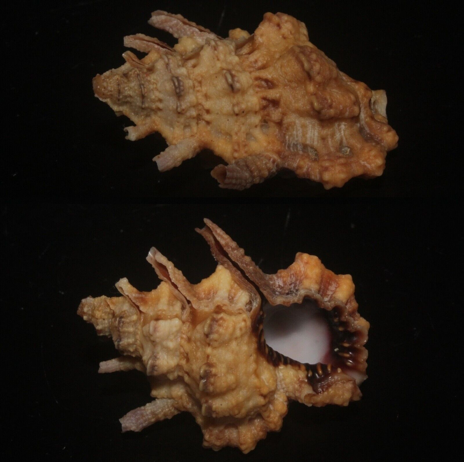 Tonyshells Seashelsl Bursa Lamarckii Lamarck's Frog Shell 22.2mm F+++/gem
