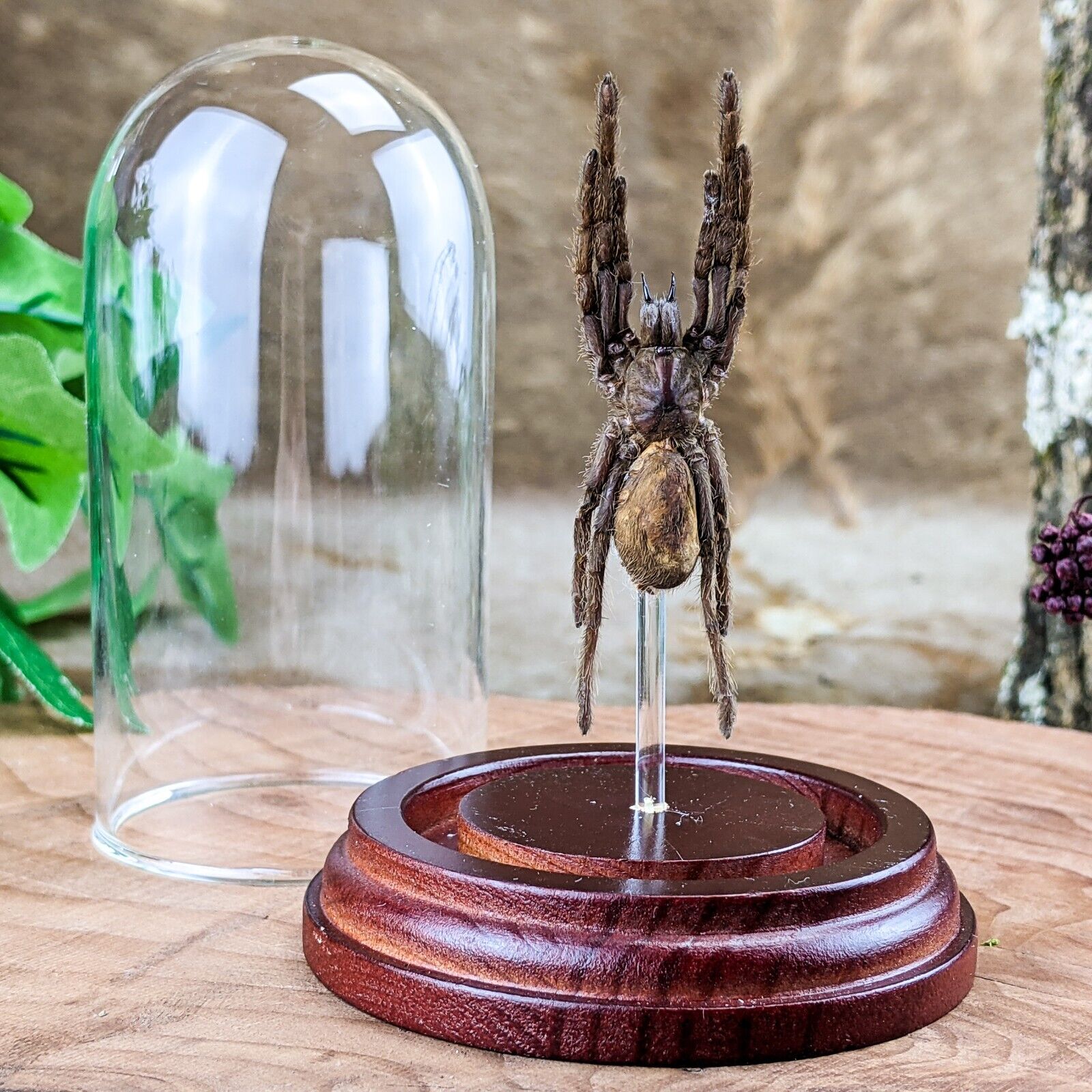 V1c Tarantula Spider Glass Dome Display Specimen Arachnid Taxidermy Entomology