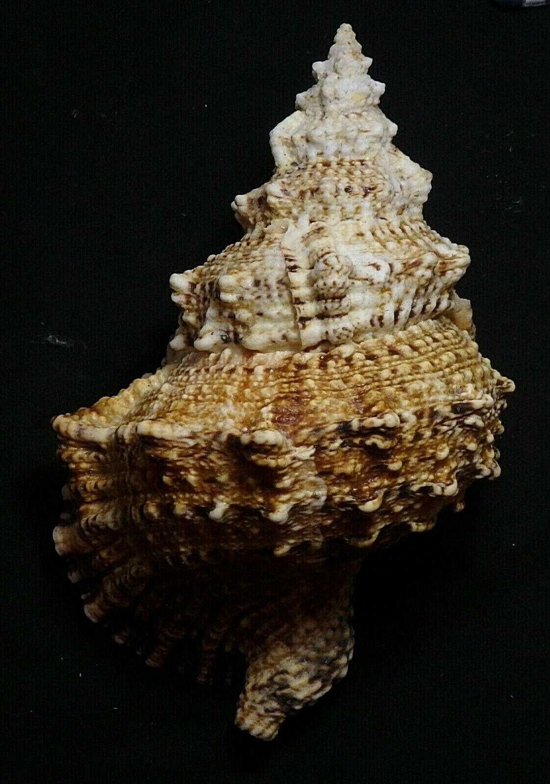 Edspalshells -tutufa Bubo   201mm  F+++, Nice Big Shell Gastropods Sea Jewels